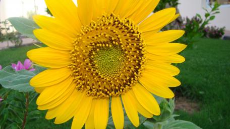 Bright and Cheerful Sunflower Wallpaper wallpaper