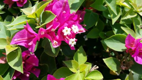 Vibrant Bougainvillea Blooms in Full Colorful Glory wallpaper