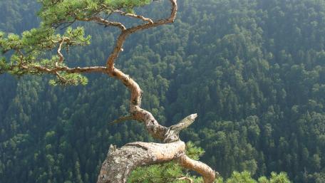 Majestic Tree Overlooking Vast Forests wallpaper