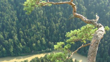 Majestic Tree Overlooking a Serene River Scene wallpaper