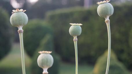 Elegant Poppy Flower Buds in Soft Focus wallpaper