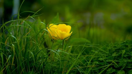Yellow Flowering Green Plants wallpaper