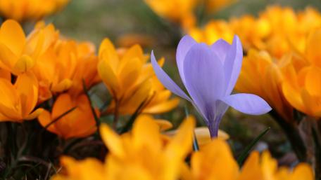 Flower wallpaper