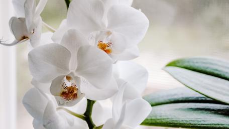 Elegant White Orchid Blossom Wallpaper wallpaper