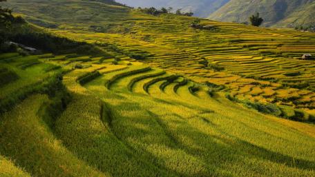 Golden Waves of Rice Terraces in Nature's Embrace wallpaper