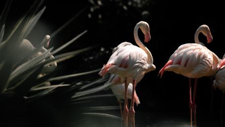 Flamingos wallpaper