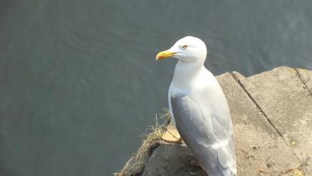 Elegant Seagull by the Water’s Edge wallpaper
