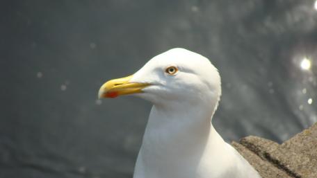 Majestic Seagull by the Shoreline wallpaper