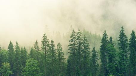 Mist-Enveloped Evergreen Serenity wallpaper