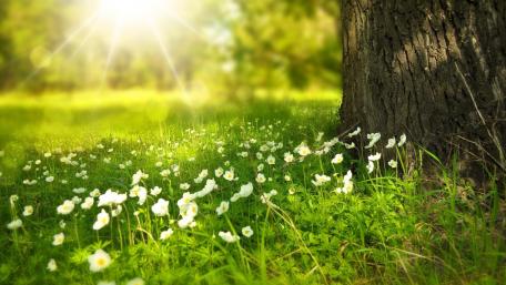 Sunlit Wildflower Glade in Nature's Embrace wallpaper
