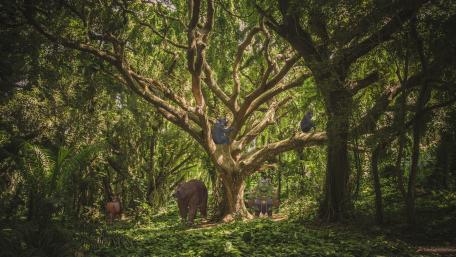 Whimsical Creatures in a Lush Fantasy Forest wallpaper