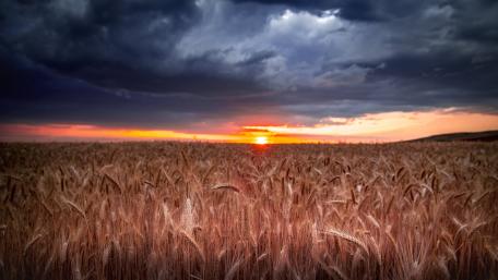 Wheat wallpaper