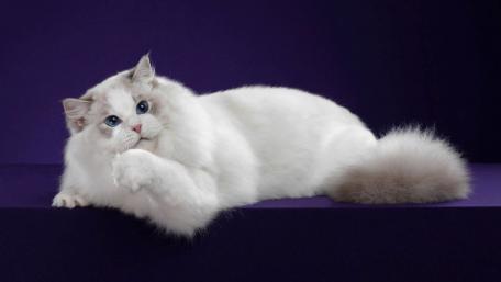 Elegant White Cat Posing Gracefully wallpaper