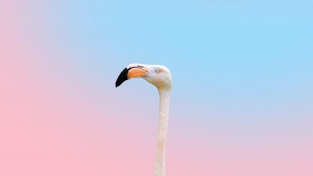 Elegant Flamingo Against Soft Pastel Background wallpaper
