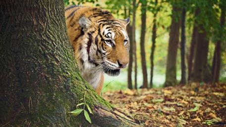 Tiger wallpaper