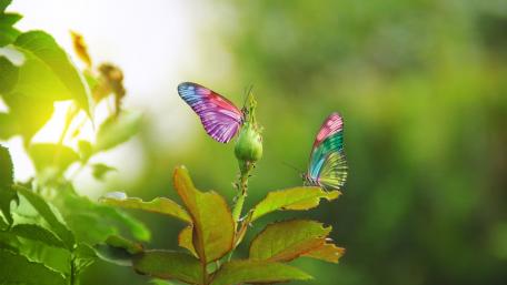 Colorful Butterflies in Nature's Embrace wallpaper