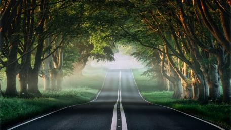 Tree alley wallpaper