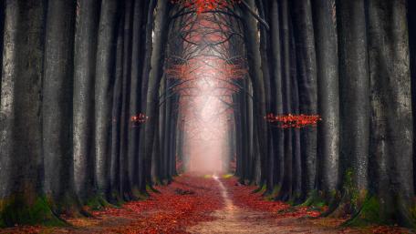Autumn Serenity Along a Tree-Lined Pathway wallpaper