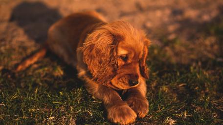 Cute English Cocker Spaniel puppy wallpaper