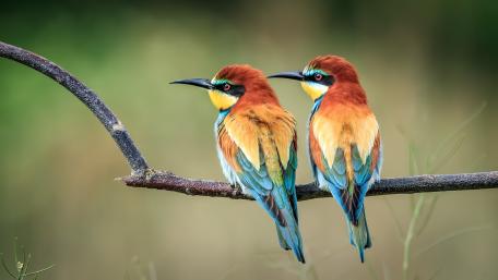 Vibrant European Bee-Eaters Perched on a Branch wallpaper
