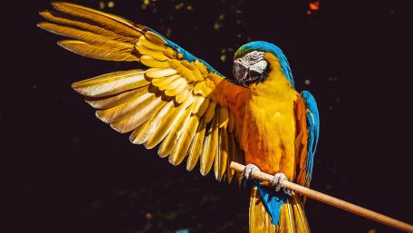 Vibrant Parrot in Dark Background wallpaper