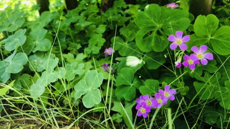 Nature's Wildflower Beauty in 4K Resolution wallpaper