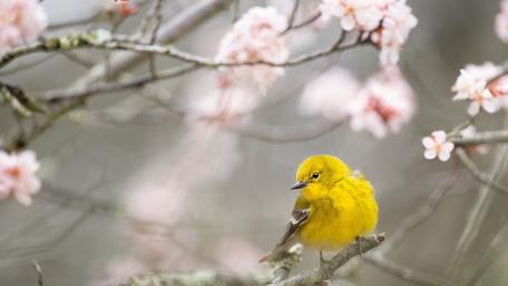Vibrant Yellow Bird Amidst Cherry Blossoms wallpaper