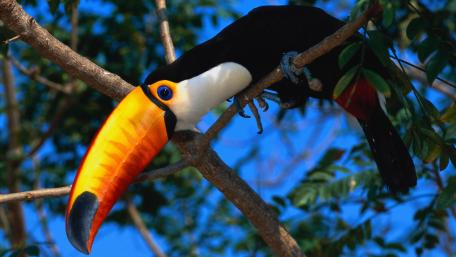 Vibrant Toucan Perched in Paradise wallpaper