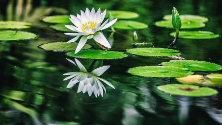 Serene Lotus Flower Reflection in Water wallpaper
