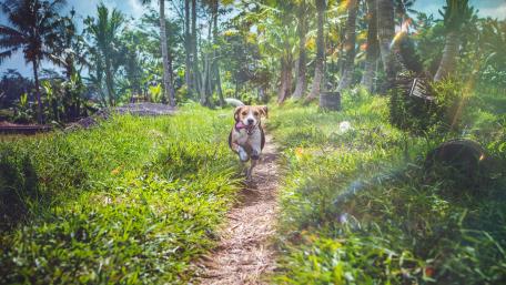 Joyful Beagle Enjoying a Summer Run Outside wallpaper