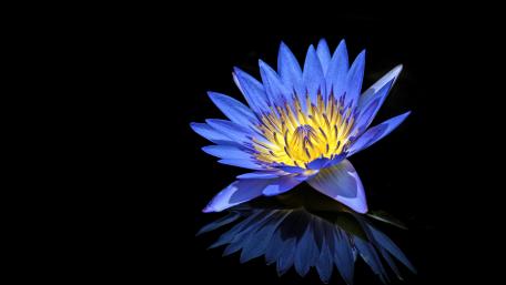 Blue Lotus Serenity in Water Garden wallpaper