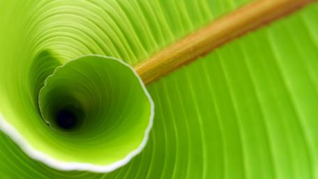 Leaf wallpaper