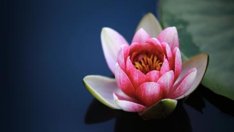 Pink Lotus Serenity in Full Bloom wallpaper