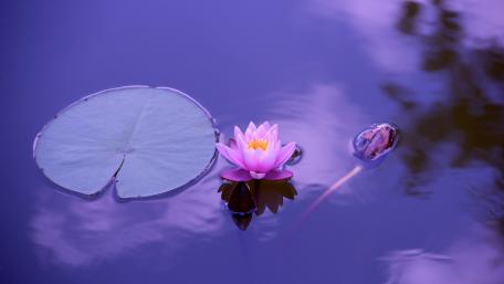 Lotus wallpaper