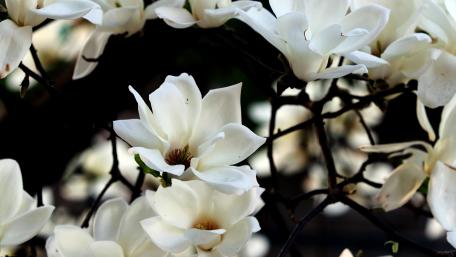 Southern Magnolia Elegance in Bloom wallpaper