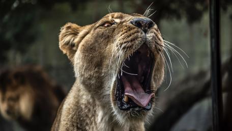 Majestic Roar of the Lioness wallpaper
