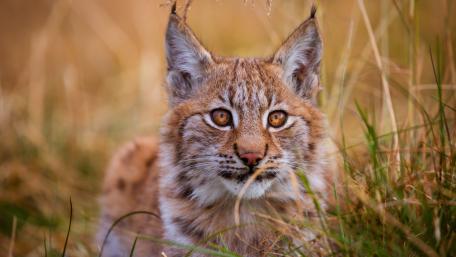 Lynx wallpaper