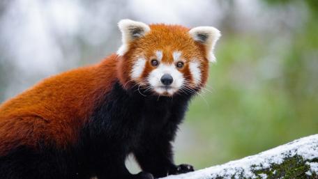 Red Panda Serenity in Nature's Embrace wallpaper