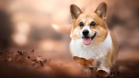 Pembroke Welsh Corgi wallpaper