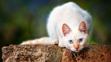 White Cat in Focus: Nature's Elegance wallpaper