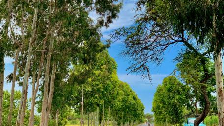 Serene Tree-Lined Lane in Nature's Embrace wallpaper
