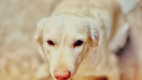 Loyal Companion in Stunning Detail wallpaper