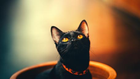 Mystical Black Cat in Vibrant Colors wallpaper