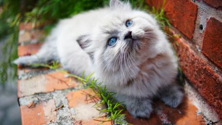 Fluffy Kitten on Brick Wall wallpaper