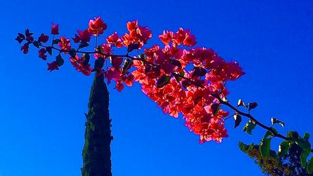 Pink Flowers In A Blue Sky wallpaper