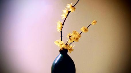 Wintersweet wallpaper