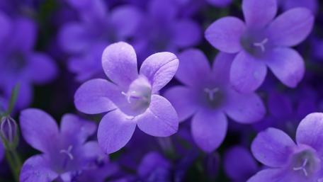 Purple Campanula Blossoms in 5K Detail wallpaper