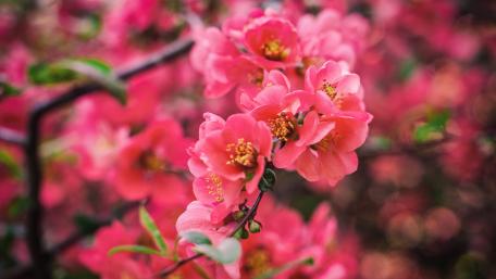 Vibrant Pink Rhododendron Blooms wallpaper