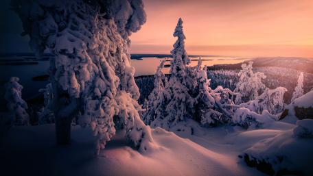 Winter's Serenity in Snowy Woods wallpaper