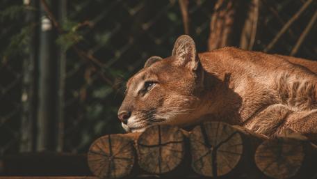 Majestic Cougar Relaxing in the Sunlight wallpaper